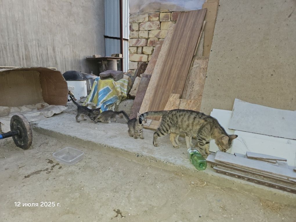 Мысықтар, марғаулар/ Котята, кошки