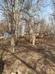 Грецкий орех сад под спил