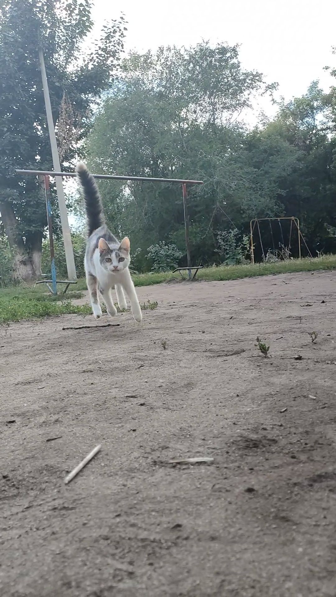 Кошка, ласковая, преданая, стерильная