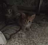 Отдам бесплатно котят
