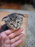 отдам котят в хориие руки веслокхие наполовину