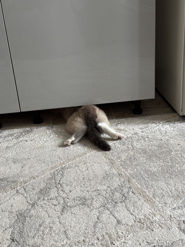 Кот Сиамский ласковый, Кокос