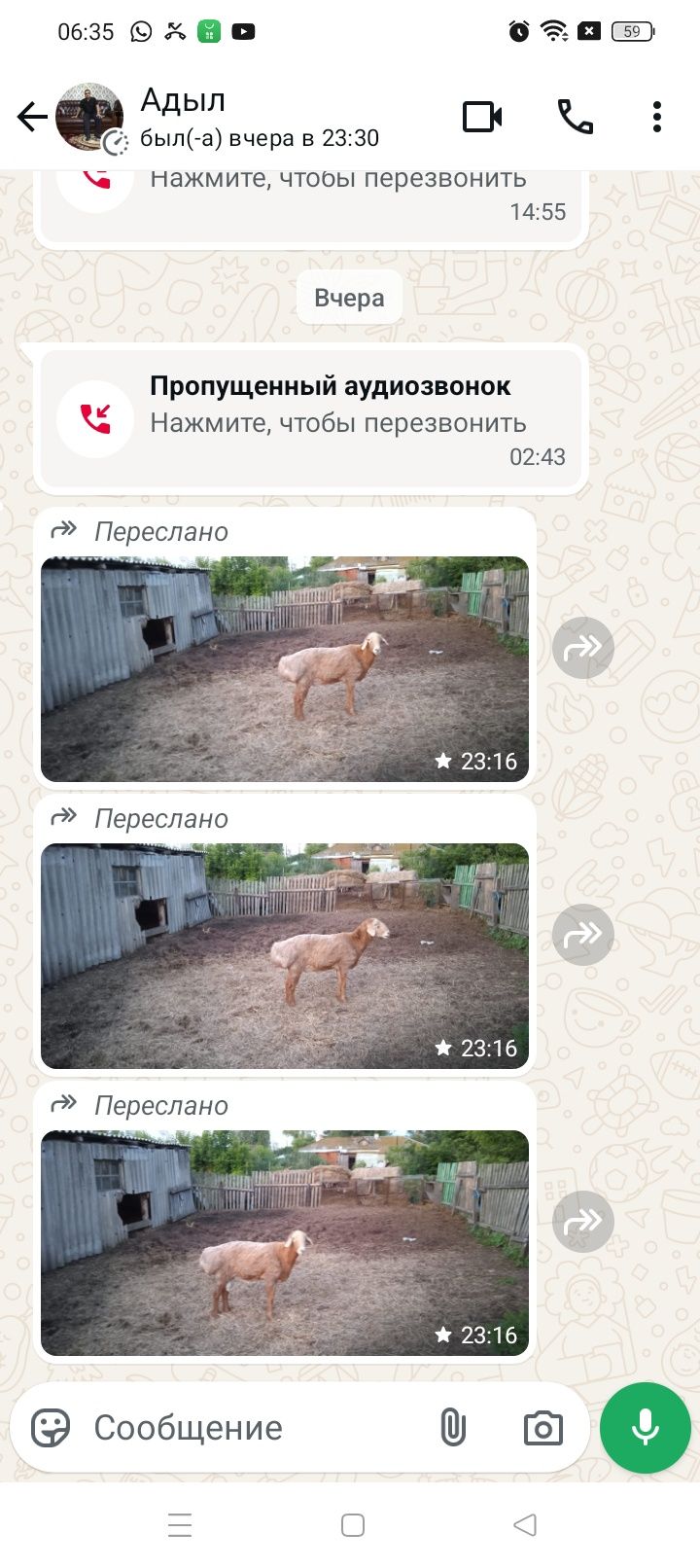 Продам кошкара срочно породистого(гиссара)