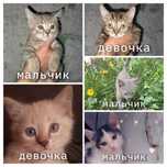 Котята в добрые руки