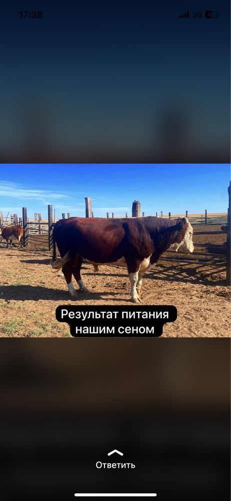 Сено в рулонах житняк разнотравье