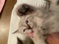 Кошка,белые милые пушистые