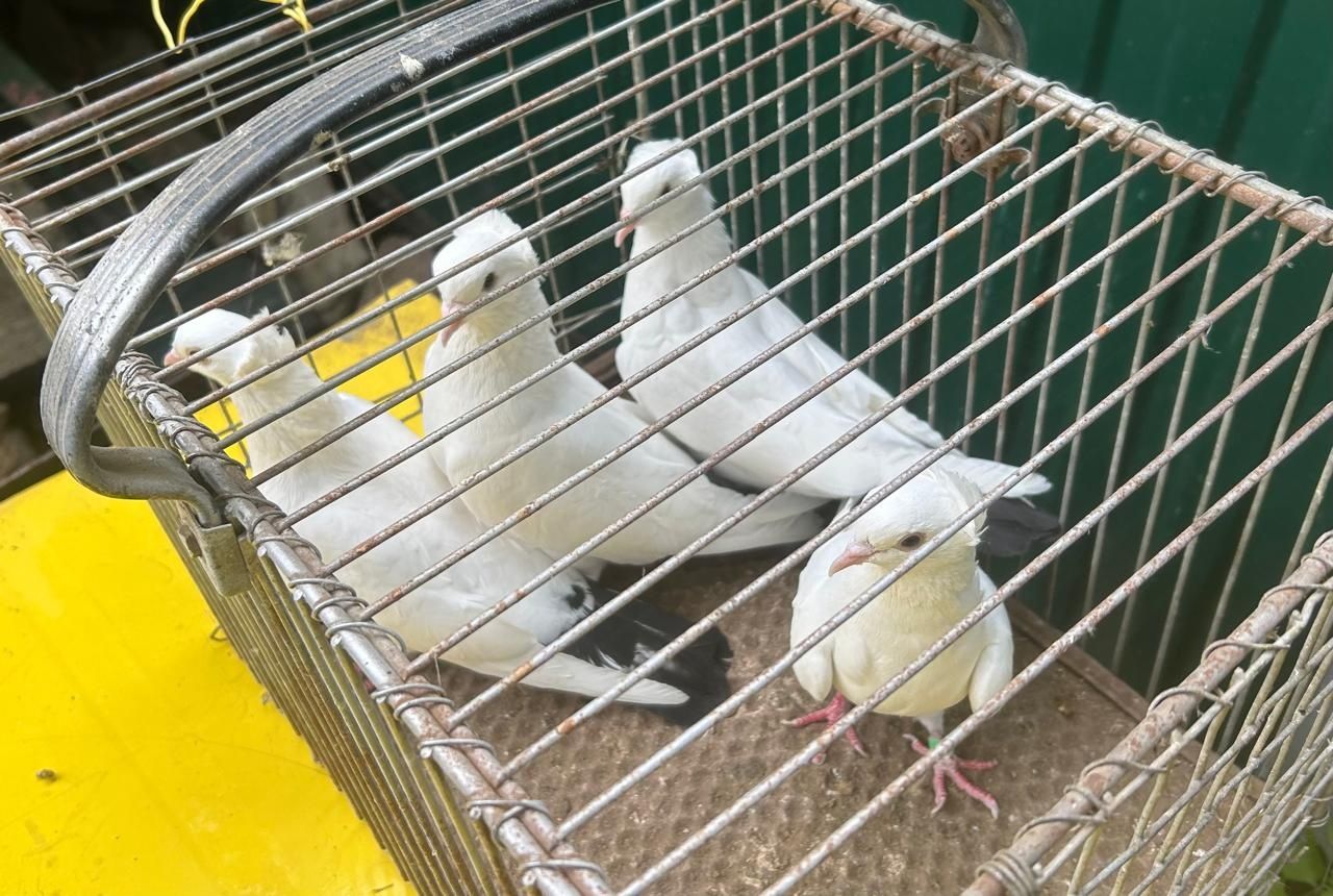 Продам белых голубей на торжество