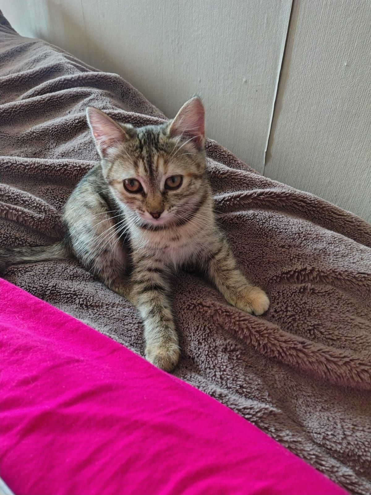 Отдам котят в добрые руки