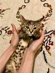 Отдам даром котенок в хорошие руки