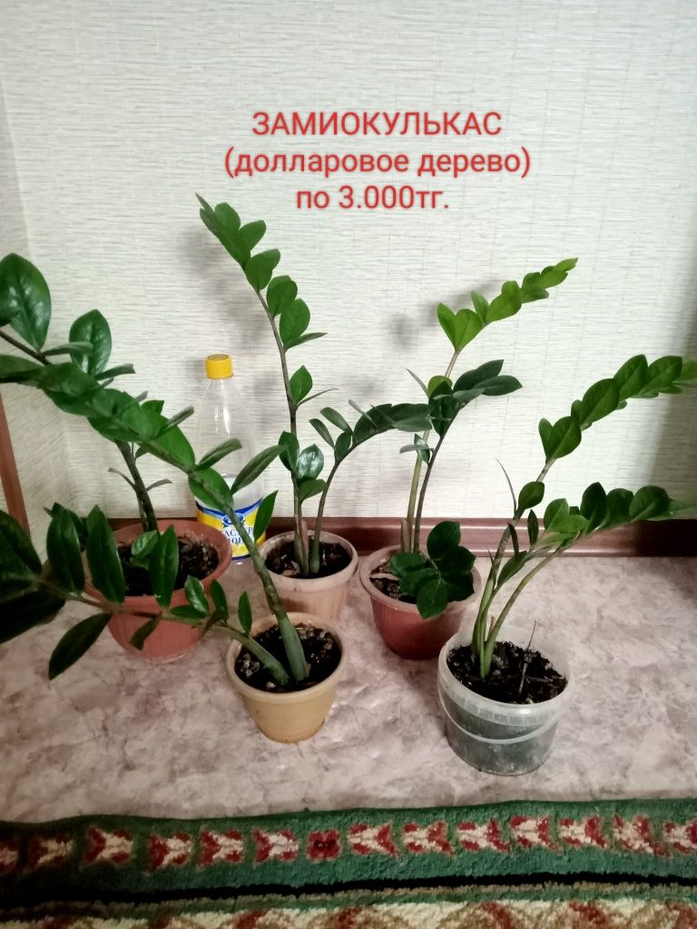 Продам замиокулькас(долларовое дерево) за 1000 тенге