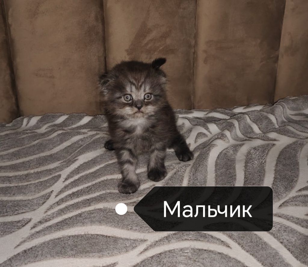Шотландские котята