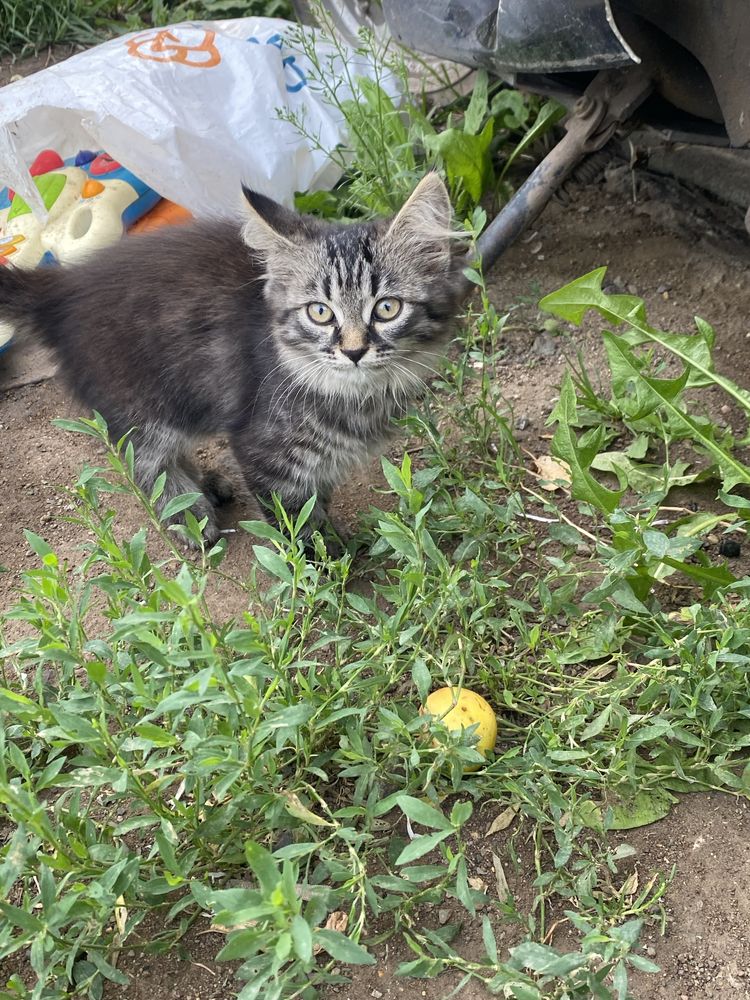 Отдам котят в добрые руки