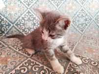 Отдадим котят в хорошие руки