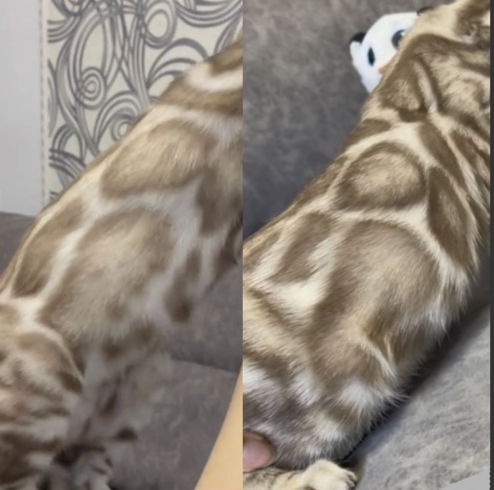 Бенгальские котята