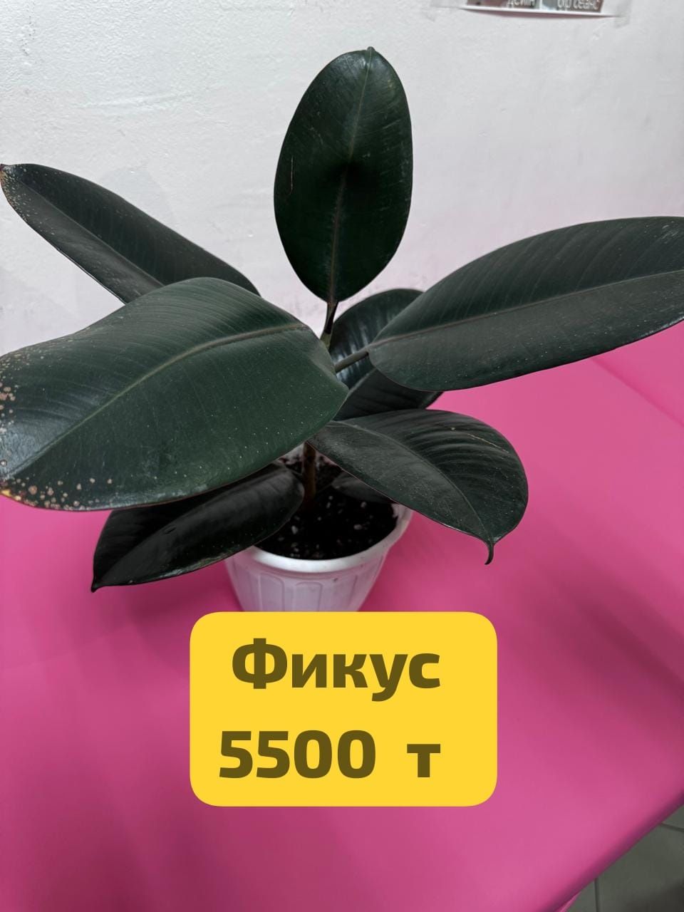 Фикус  . Комнатные  цветы