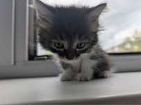 Котята ищут дом.
