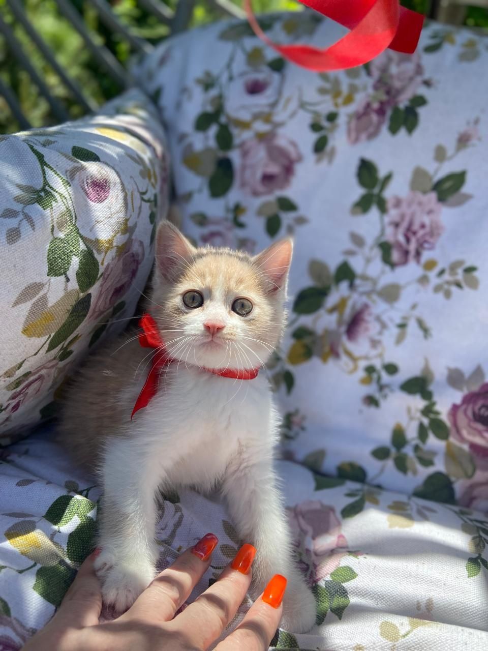 Отдадим в хорошие руки очаровательных котят