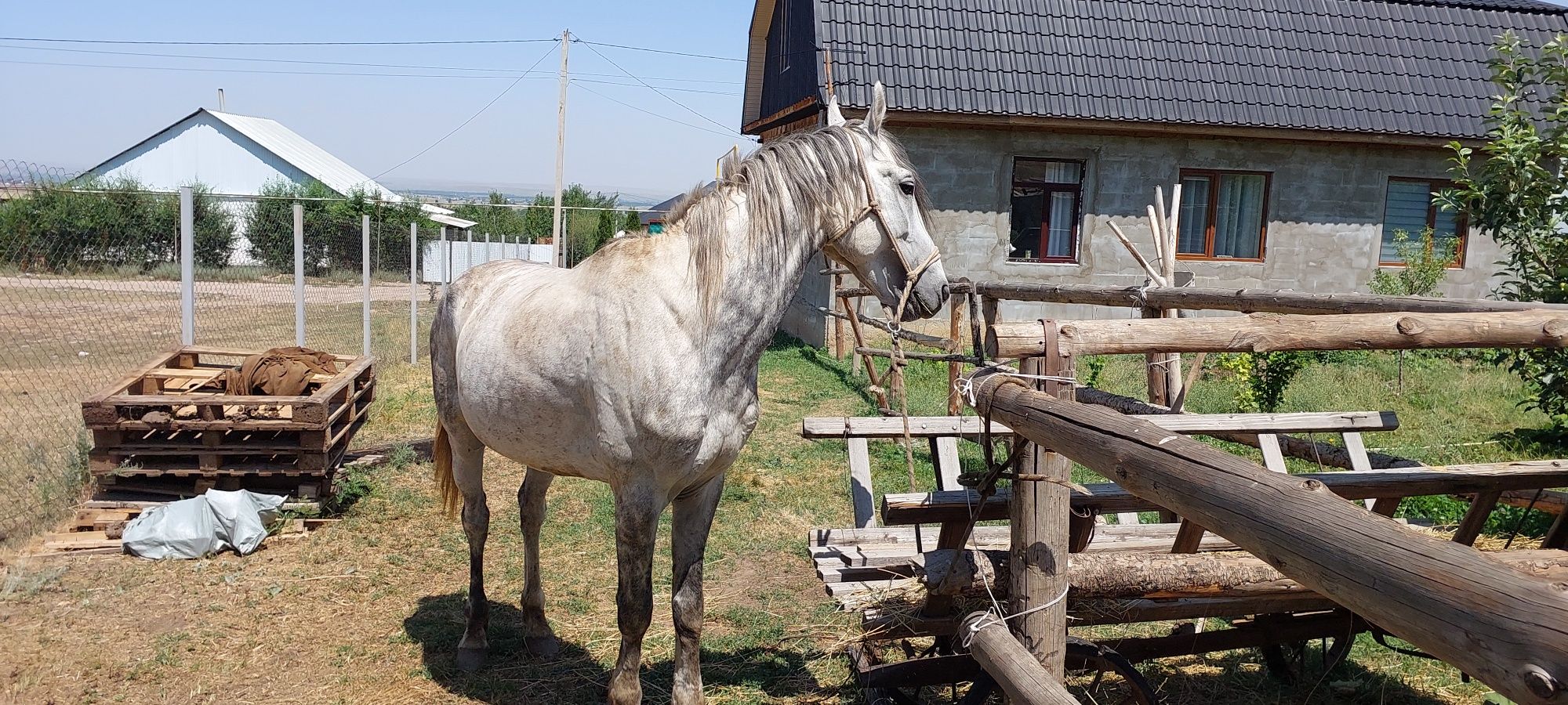 Продам лошадь Орловский рысак