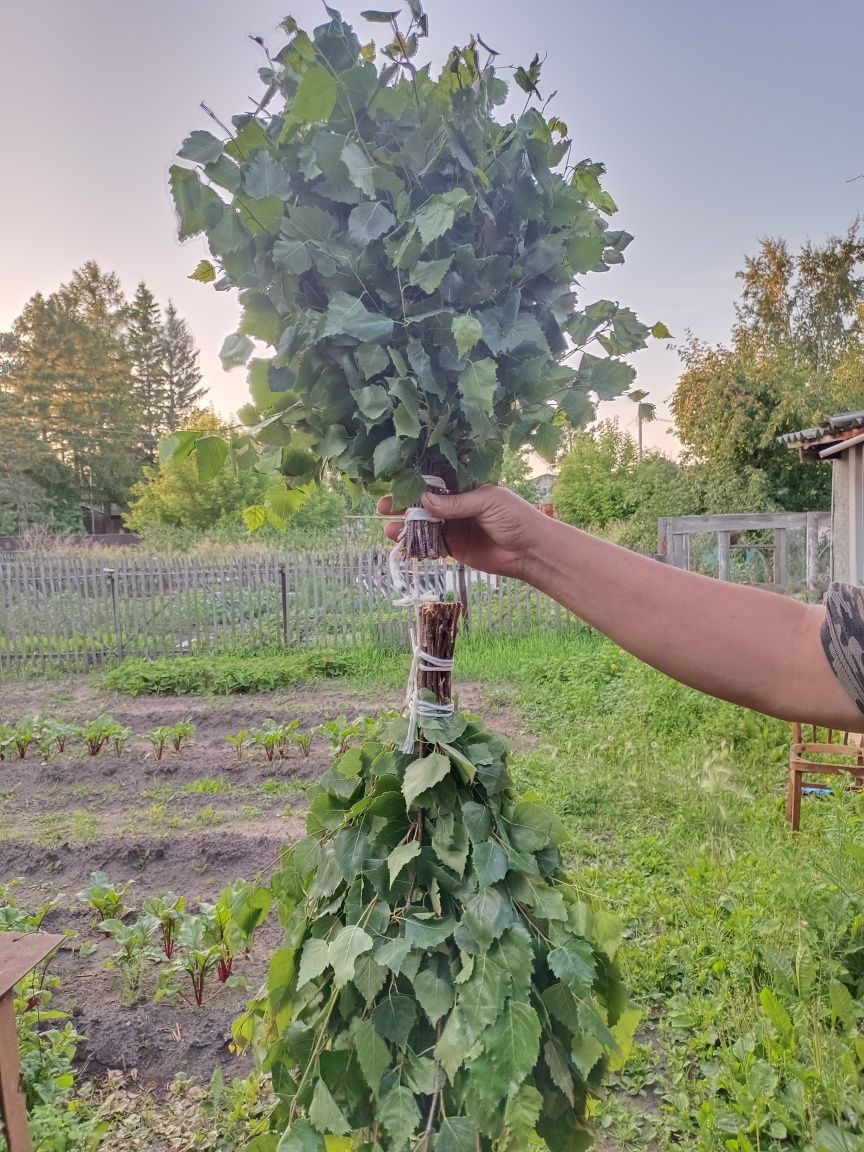 Продам банные веники