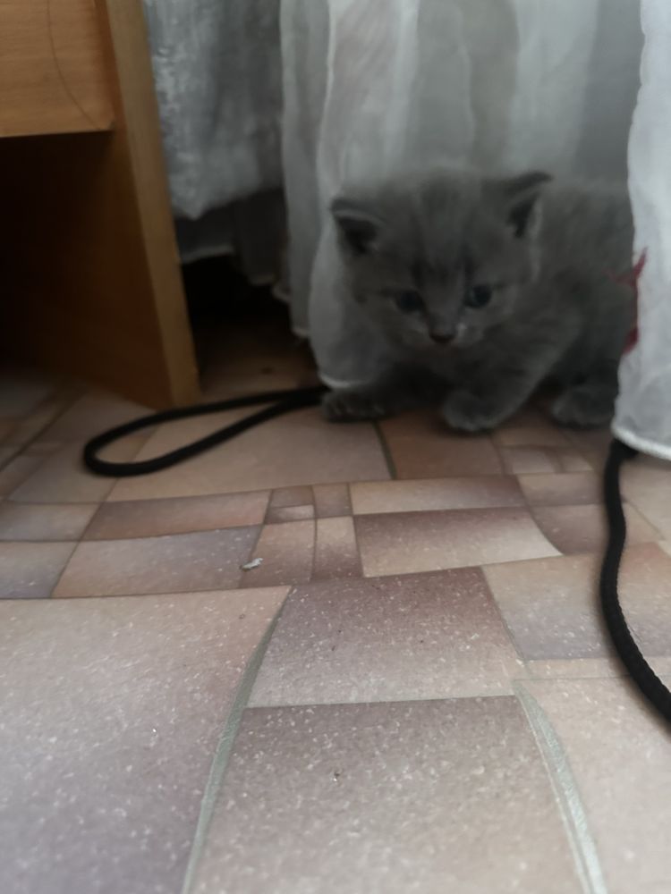 Продам котят британцы
