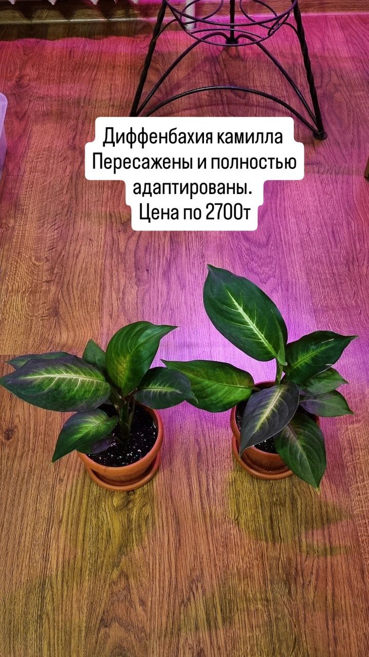 Цветы  для дома и офиса