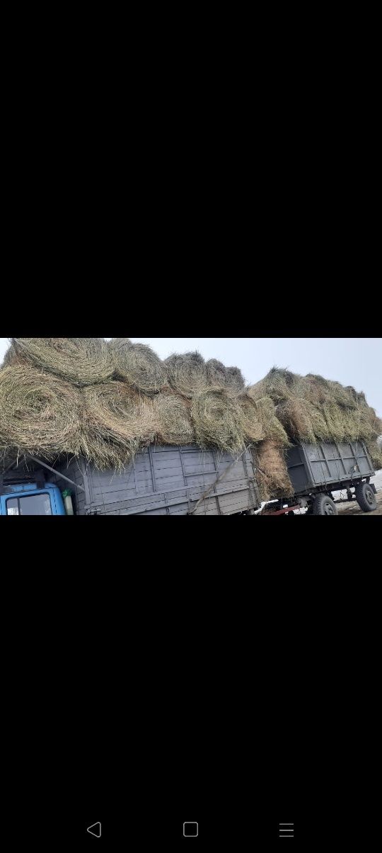сено люцерна жоношка сатамын урлон жоношка свежый укос жоншка сатамын