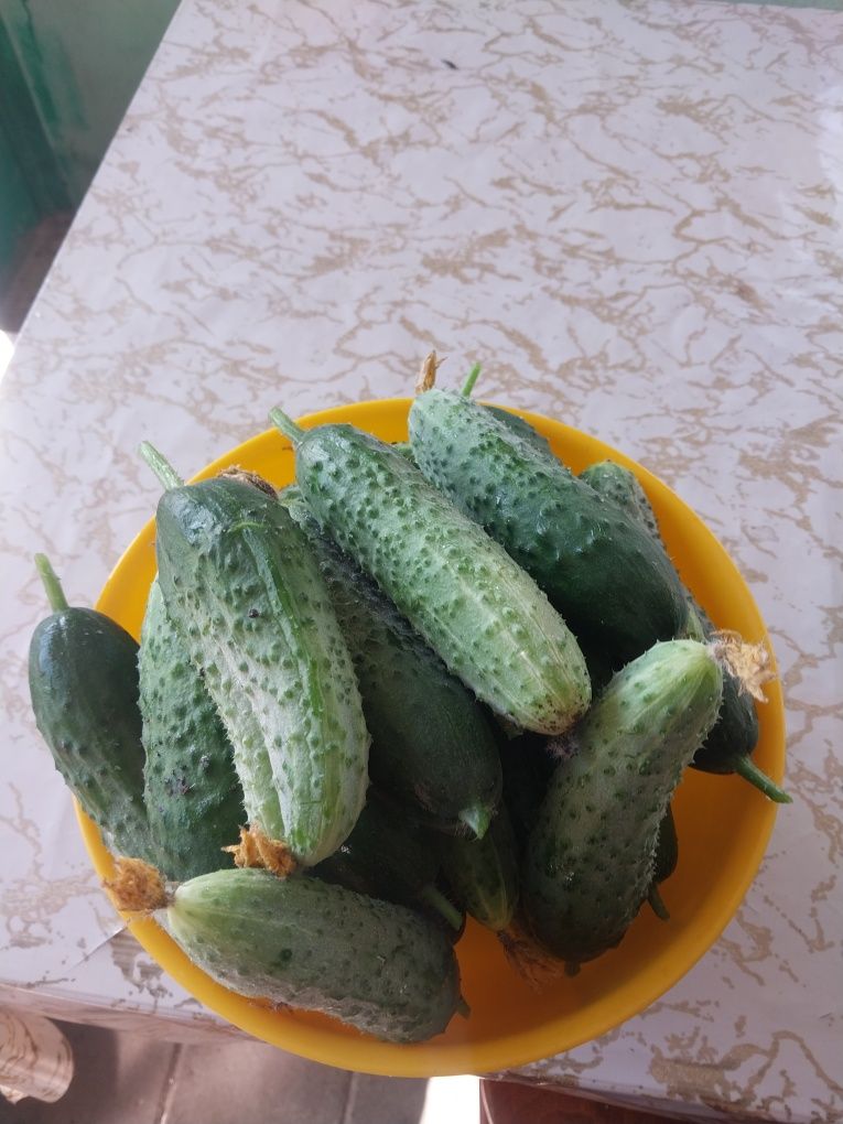 Продам агурцы дачная
