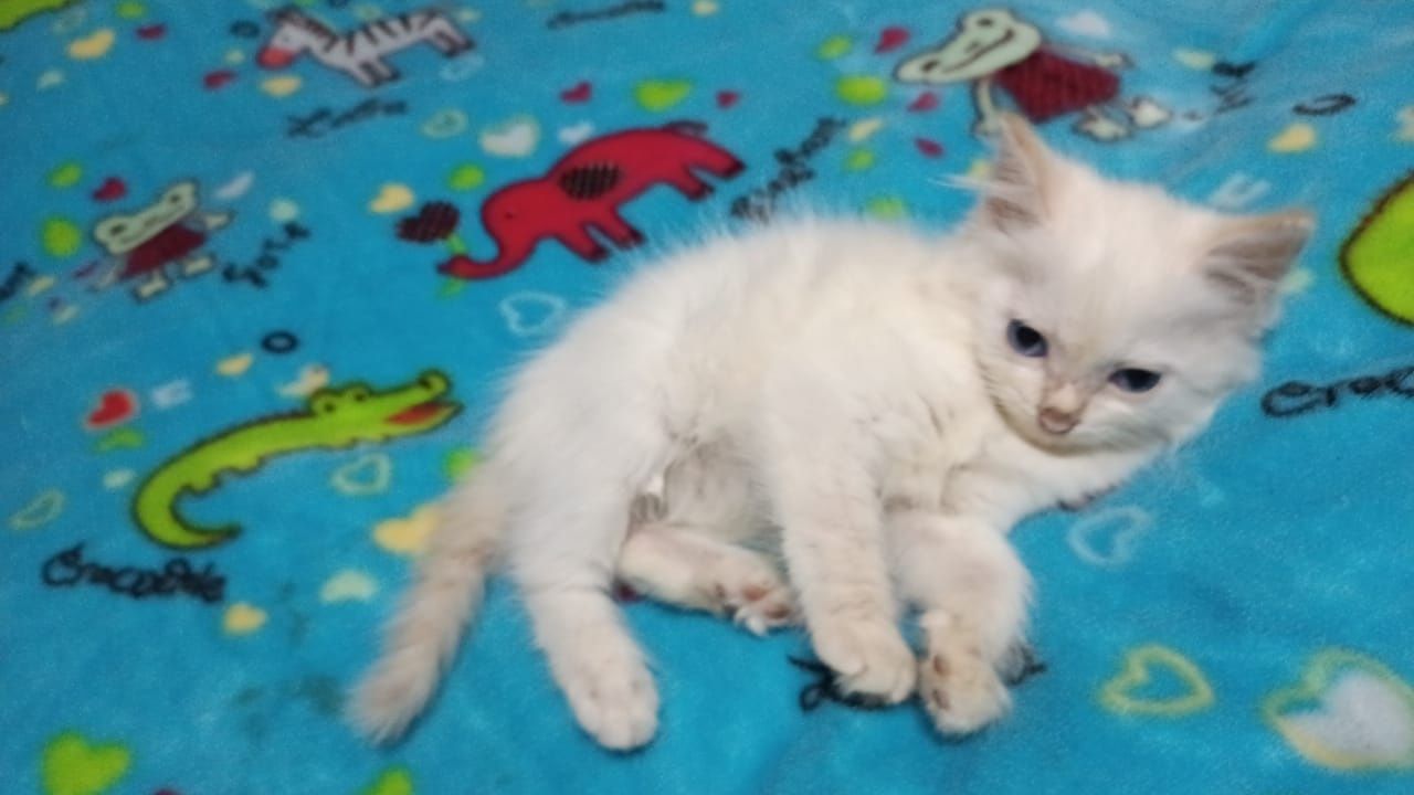 Продаю милых котят