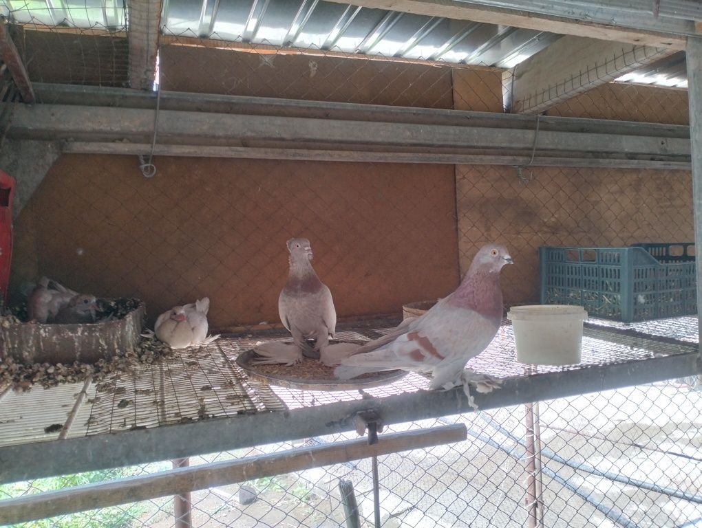 Кептер.      .  .