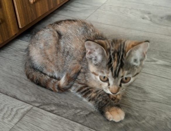 Котёнок в добрые ручки . Девочка. Два месяца.