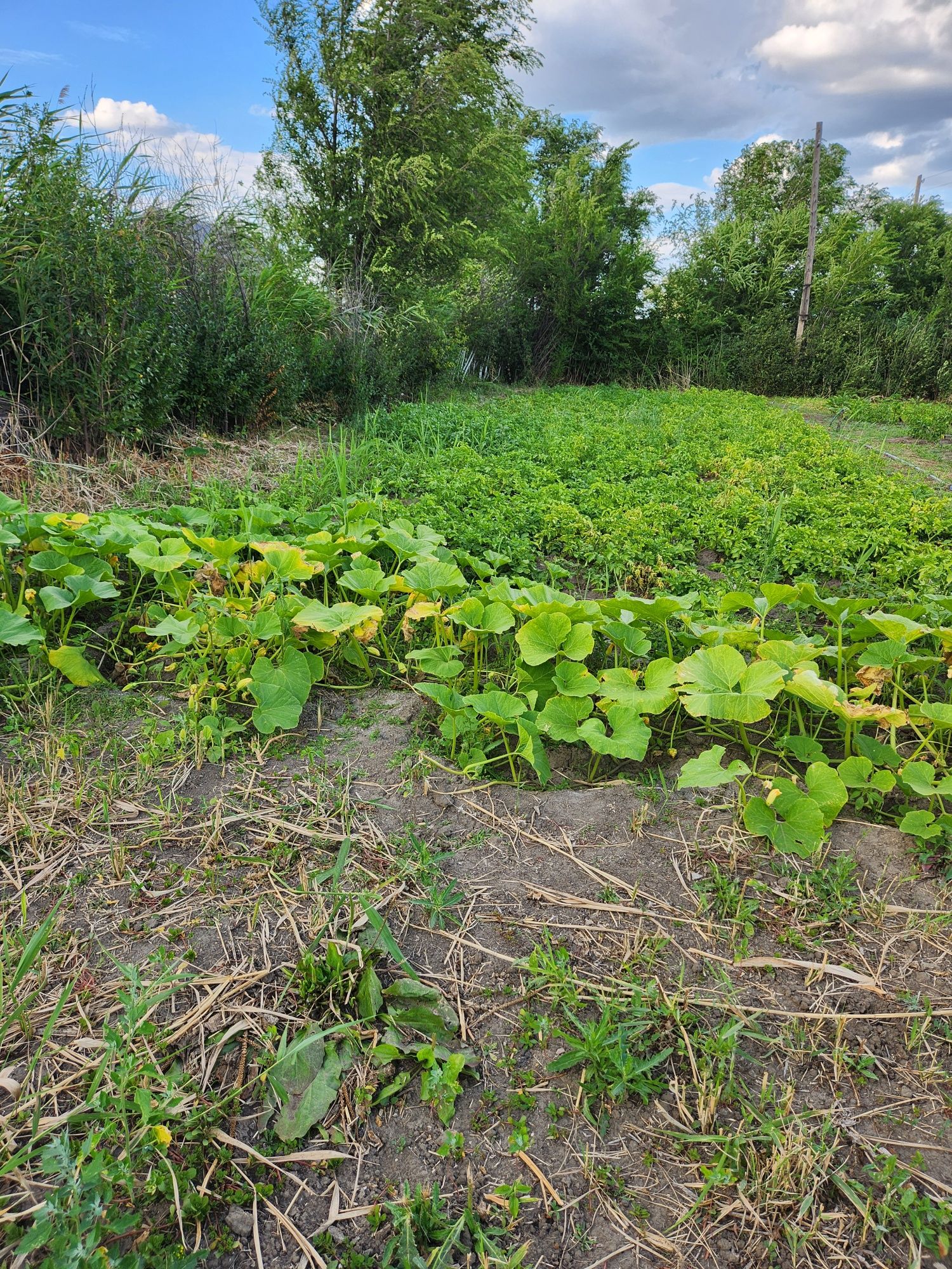 Продам дачу С/К Дорожник в районе Саздинское водохранилищединского вод