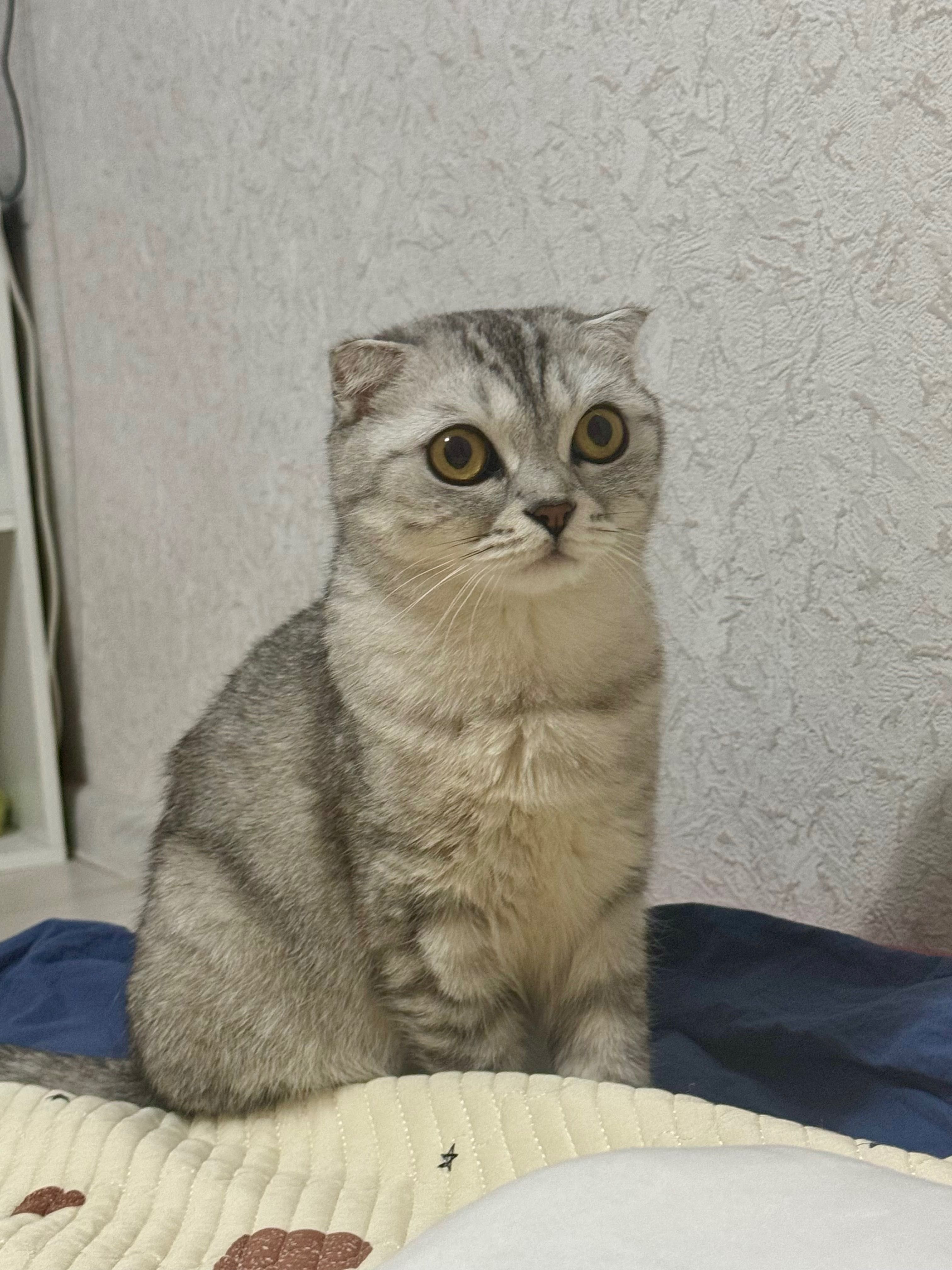 Кошка шотландская