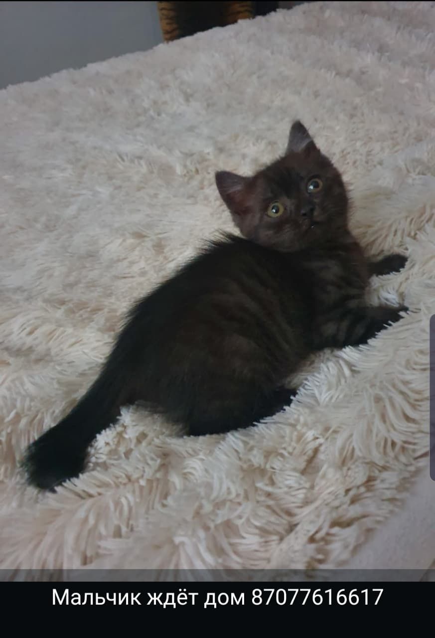 Котёнок в добрые руки