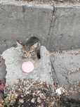 Котенок -девочка в добрые руки