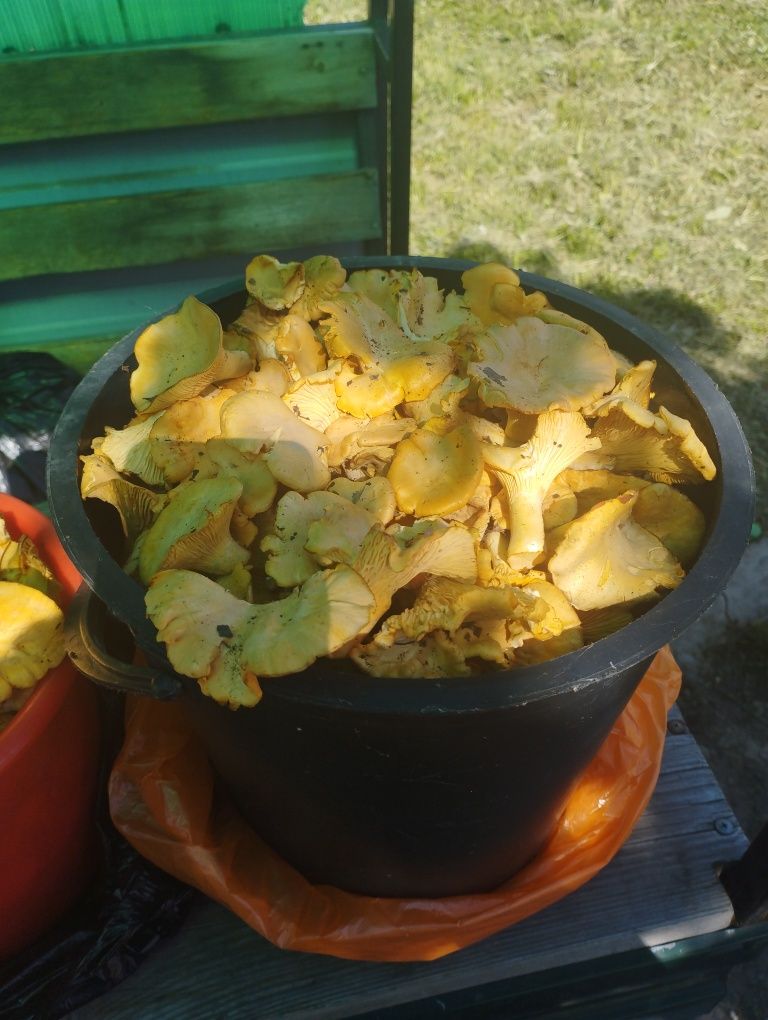Продам грибы лисички