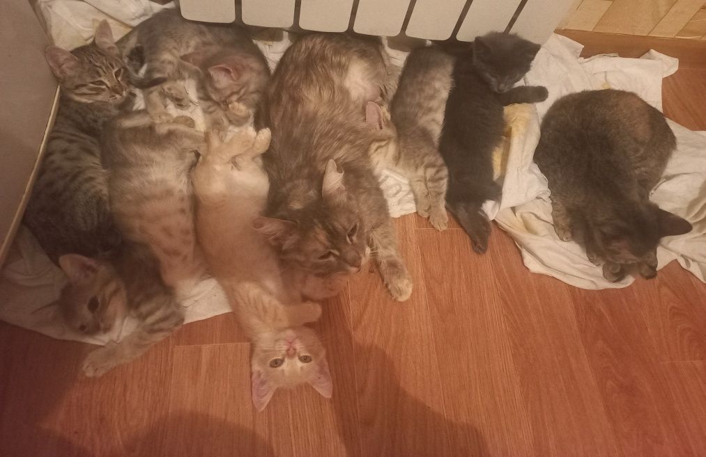 Отдам котят в добрые руки