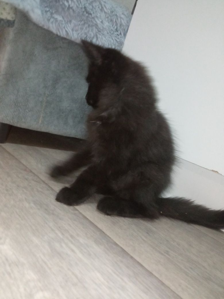 Отдам котенка бесплатно