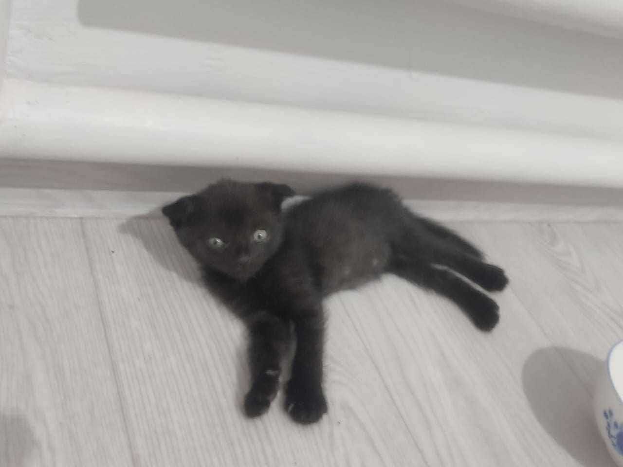 Раздам четверых котят