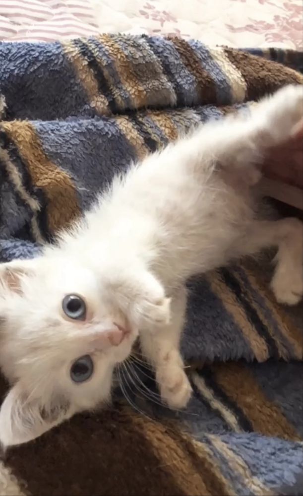 Котенок 2 месяца девочка