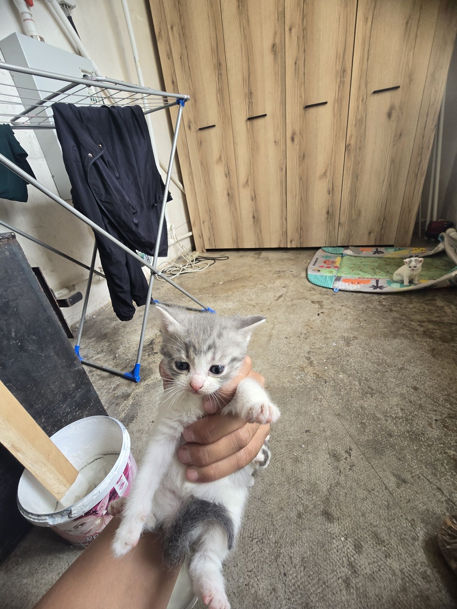 Британские котята