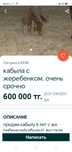 Кобыла дойная 8лет сауылады жубас бие