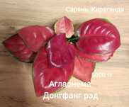Аглаонема,Замиокулькас,калатея,диоскорея "Слоновья нога".