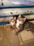 Отдам котят в хорошие руки