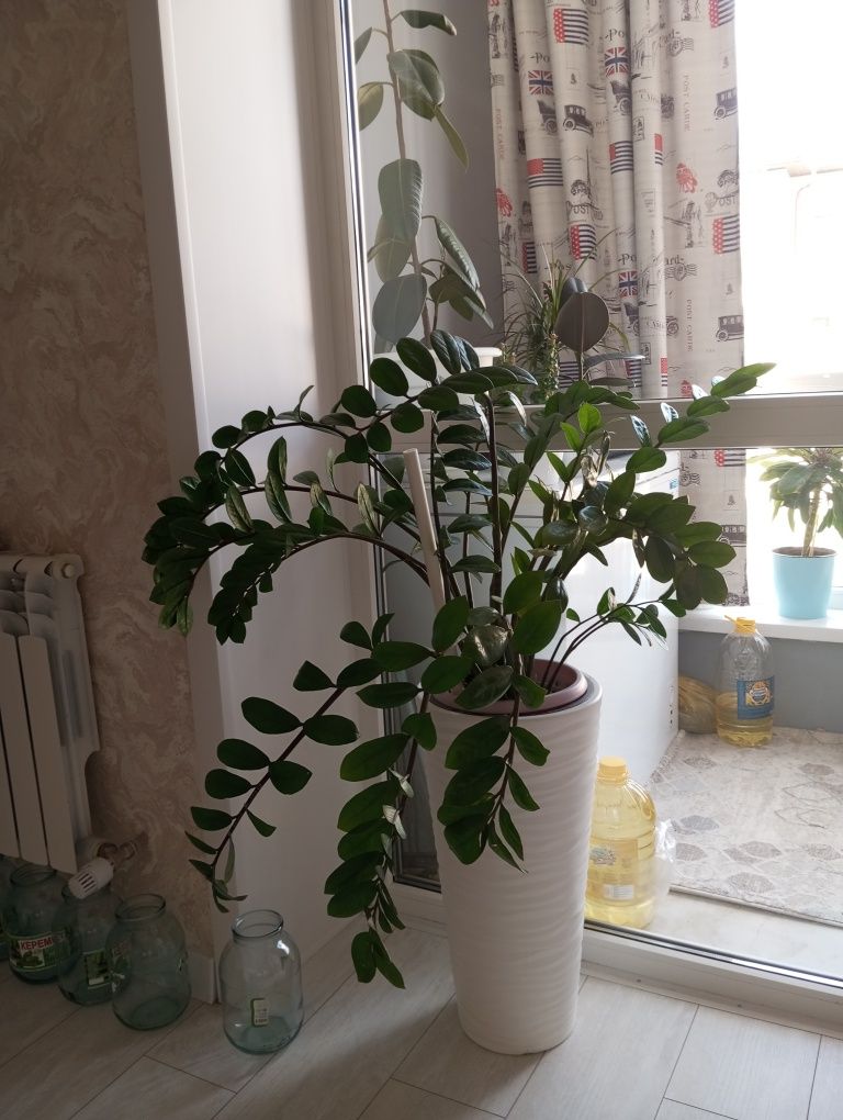 Продаю большой красивый замиокулькус