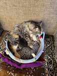 Отдам кошку и котят