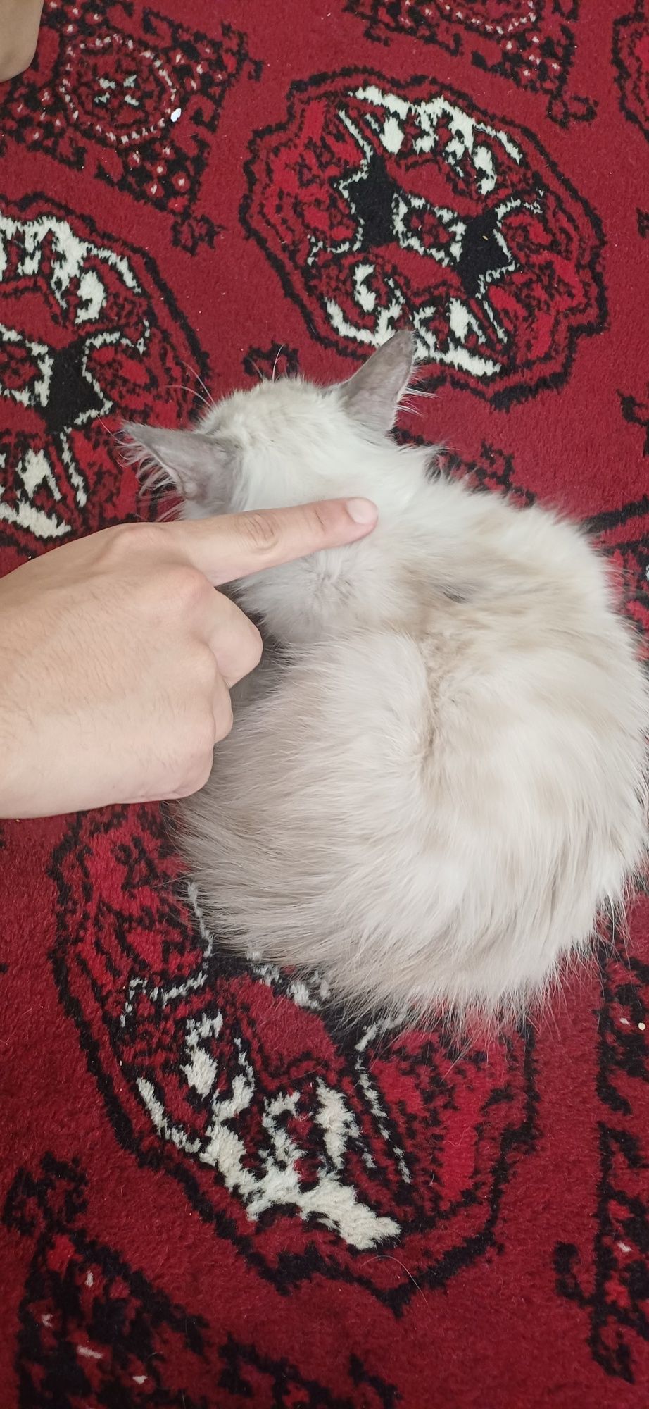 Котенок Регдолл 2.5 месяцев
