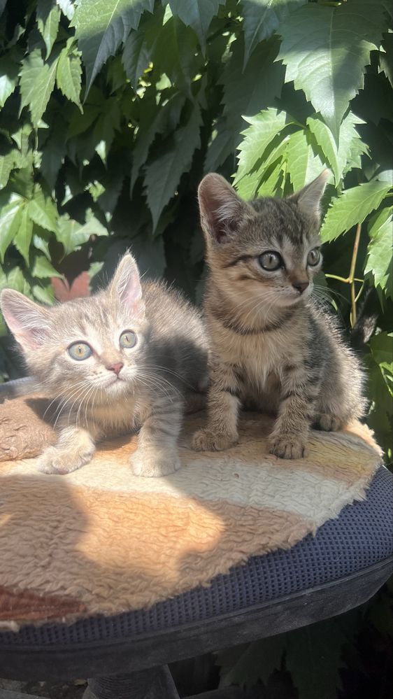 Отдам в хорошие руки 2котят