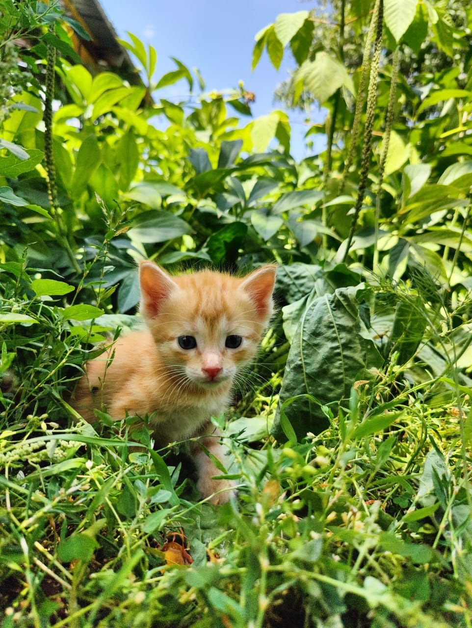 Отдам котят в добрые ,любящие руки.