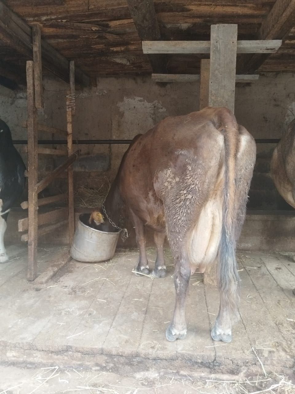 Продаю каров срочно