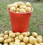 Продам отборный дачный картофель " Гала", с доставкой!